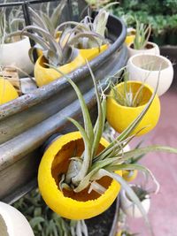 Close-up of yellow flowers