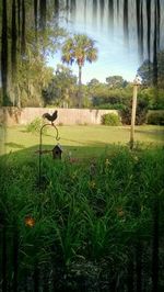 Trees on grassy field