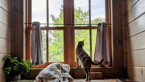 Cat looking through window