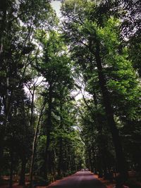 Road passing through trees