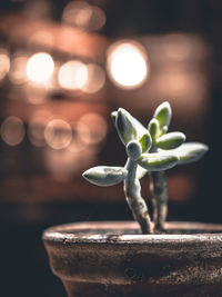 Close-up of plant at night