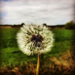 Close-up of dandelion flowers