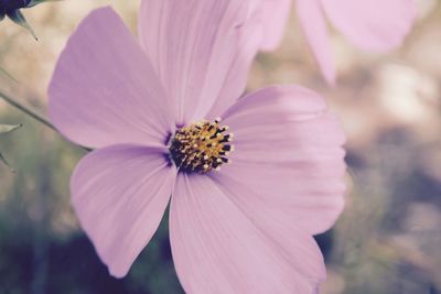 Close-up of pink flowers