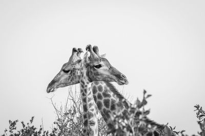 Low angle view of giraffe against clear sky