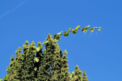 Low angle view of flowering plants against clear blue sky