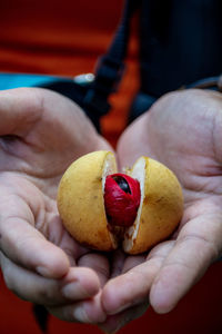 Close-up view of fresh nutmeg fruit on open palms 