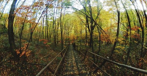 Railroad track amidst trees in forest