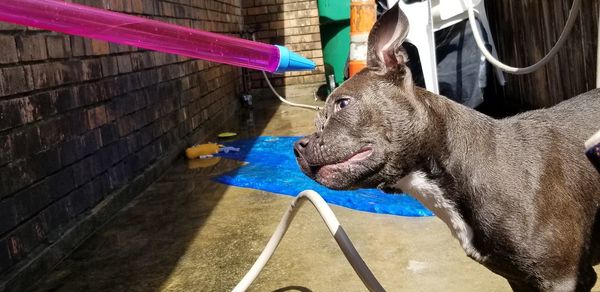 Close-up of dog drinking water