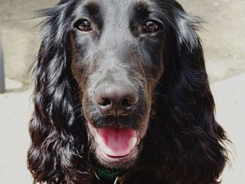 Close-up portrait of black dog