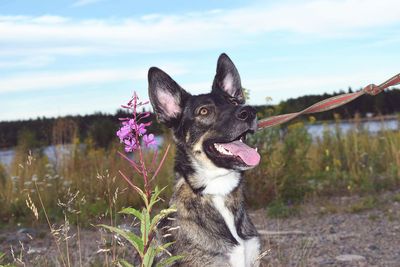 Close-up of malinois dog by purple flower against sky