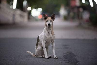 Portrait of dog sitting on road