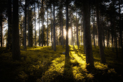 Trees in forest