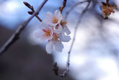 Close-up of cherry blossoms in spring