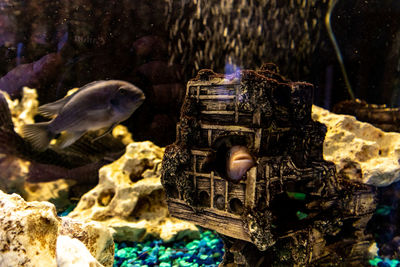 View of birds in aquarium