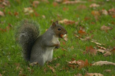 Squirrel eating while standing on grass