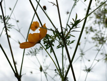 Close-up of yellow flowering plant