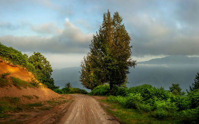 Road by trees against sky