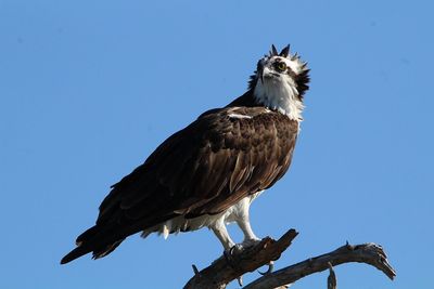 Low angle view of eagle perching on tree against sky