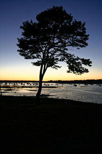 Silhouette tree on beach against sky during sunset