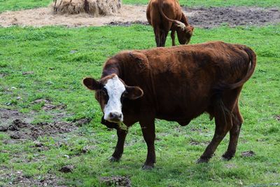 Cow standing on field