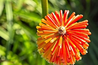 Close-up of orange pollinating on red flower