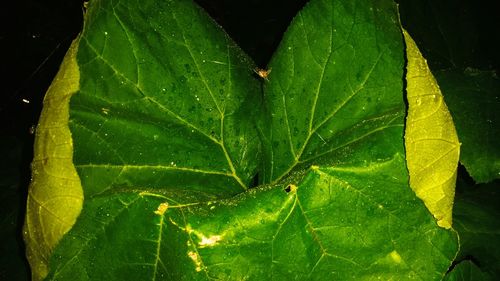 Close-up of wet plant leaves