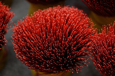 Close-up of red flowering plant