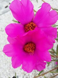 Close-up of pink flower blooming outdoors