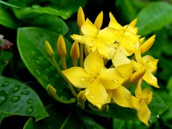 Close-up of raindrops on yellow flower