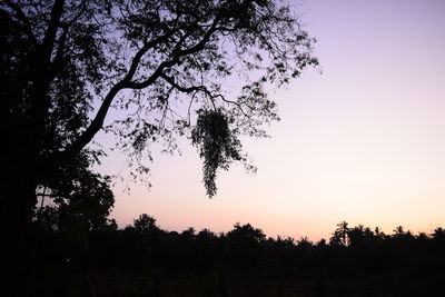 Silhouette trees against clear sky during sunset