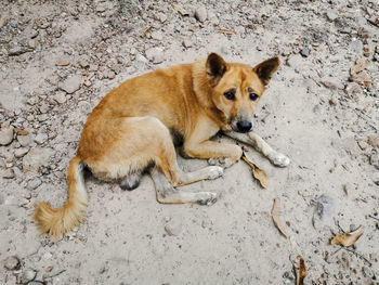 High angle view of dog on street