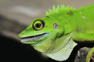 Close-up of green lizard