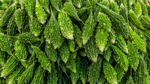 Full frame shot of fresh green plant