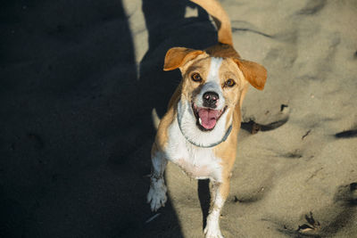 High angle portrait of dog standing outdoors