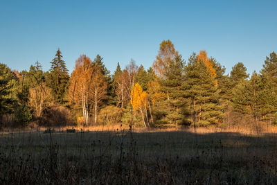 Trees on field against sky during autumn