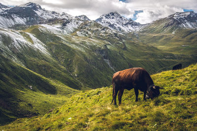 View of a horse on field