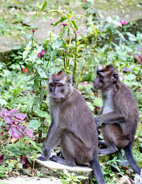 Monkeys sitting by plants