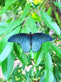 Close-up of butterfly on leaf