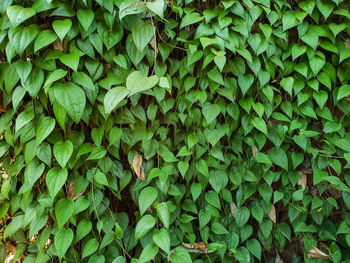 Full frame shot of ivy growing on field