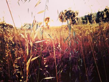 Close-up of wheat plants on field against sky