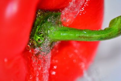 Close-up of wet red berries on water