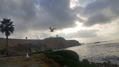 Birds flying over rural landscape