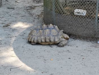 High angle view of tortoise on sand