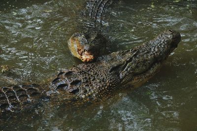 High angle view of turtle swimming in lake