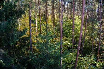 View of trees in forest