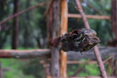 Close-up of rusty metal on wood