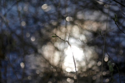 Close-up of a plant against blurred background