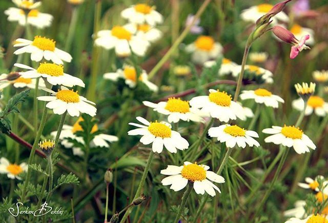 flower, freshness, petal, fragility, growth, yellow, beauty in nature, daisy, nature, blooming, flower head, white color, plant, field, focus on foreground, close-up, pollen, high angle view, in bloom, no people