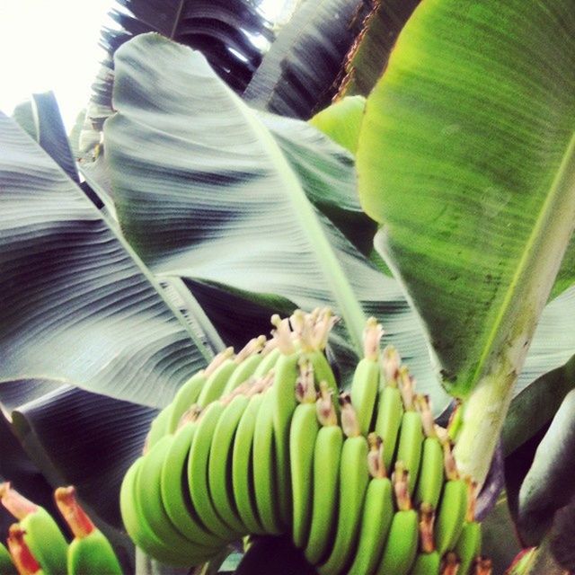 green color, food and drink, food, leaf, close-up, healthy eating, freshness, indoors, vegetable, plant, abundance, growth, day, green, nature, raw food, banana, agriculture, sunlight