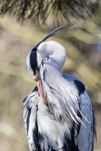 Close-up of heron against plants